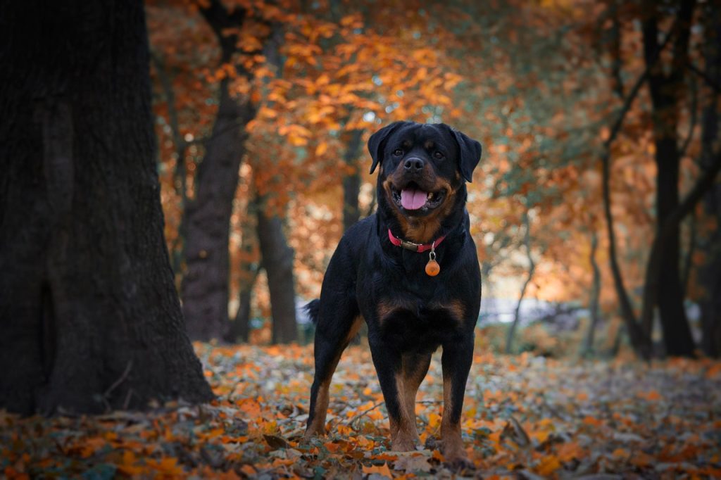 dog, nature, rottweiler, pet, darling, walks, autumn, forest, animal, cute