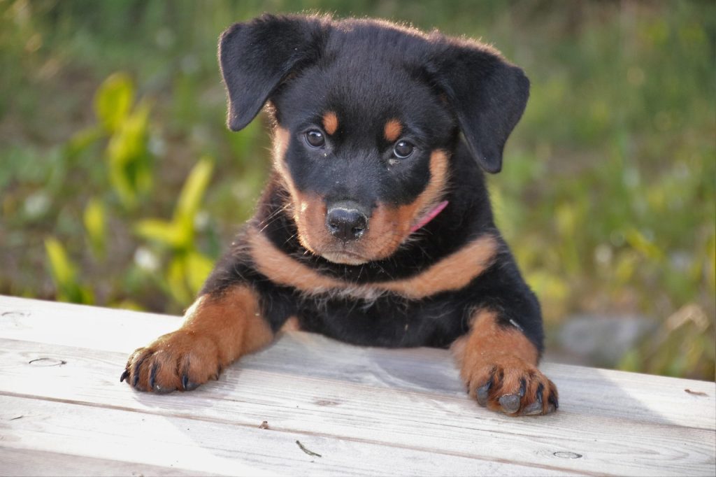 rottweiler, nature, puppy, dog, pet, cute, animal, animals, summer