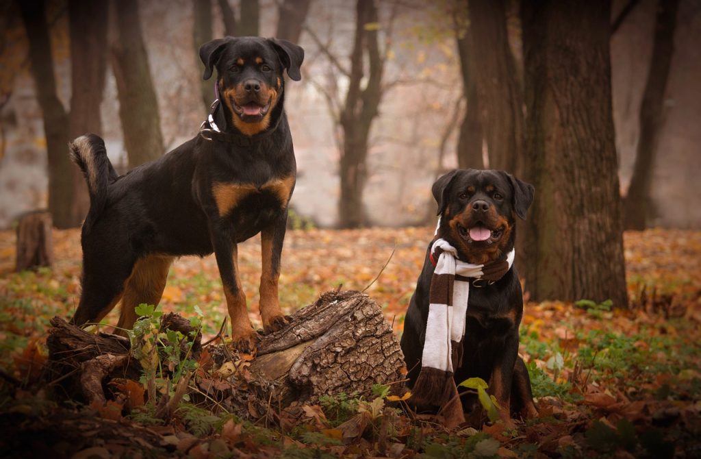 dogs, autumn, forest, woods, canine, nature, rottweiler, pets
